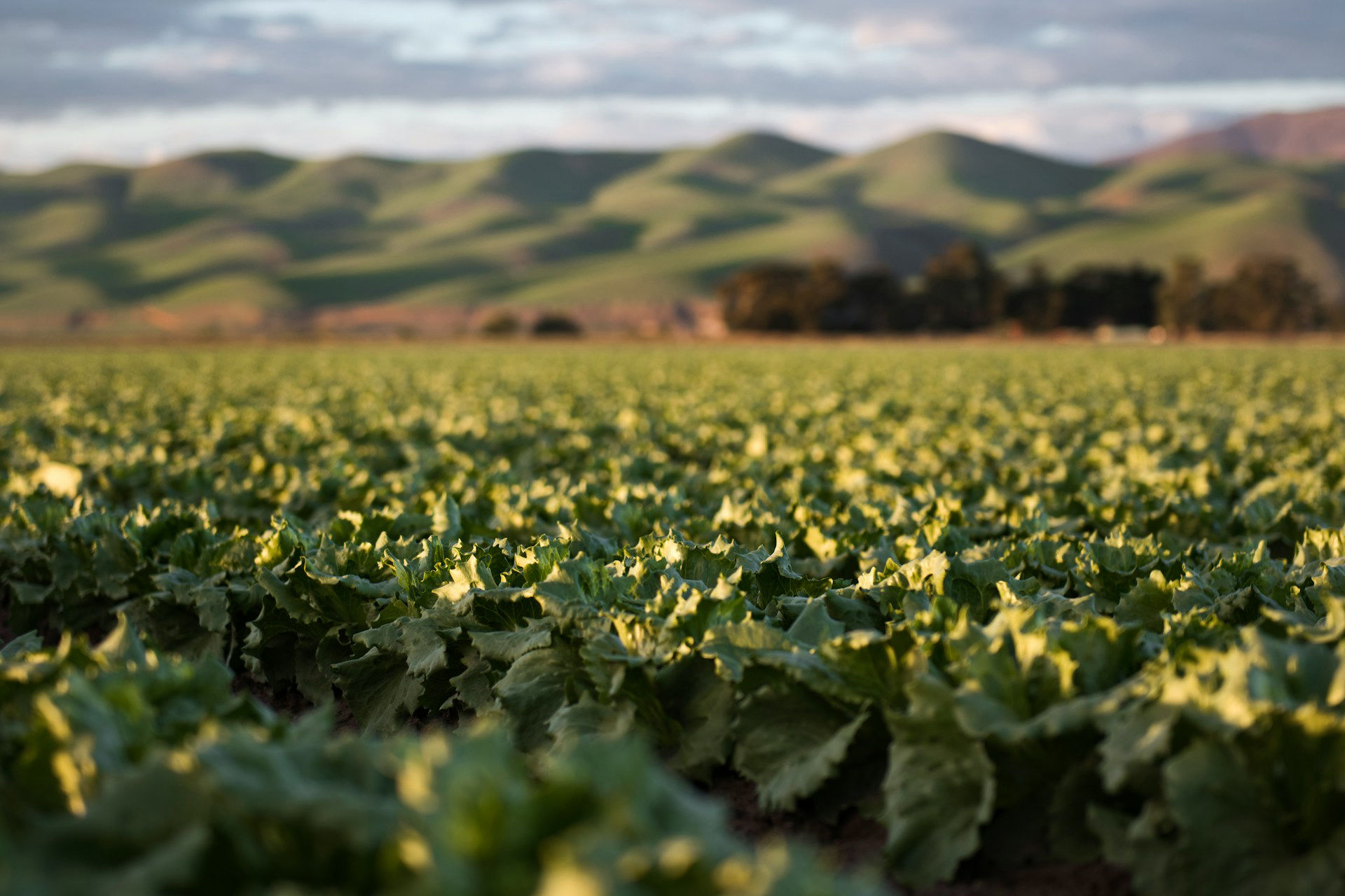 Tobacco Field